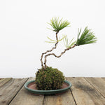 Kokedama Moss Ball Bonsai Planter