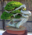 Magnífico bonsái de enebro