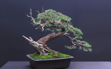 Magnífico bonsái de enebro