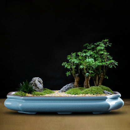 low profile plant pots Low Profile Bonsai Pot