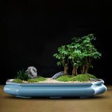 Low Profile Bonsai Pot