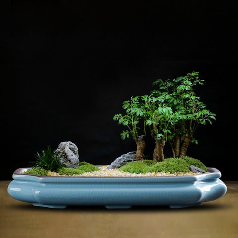 Low Profile Bonsai Pot