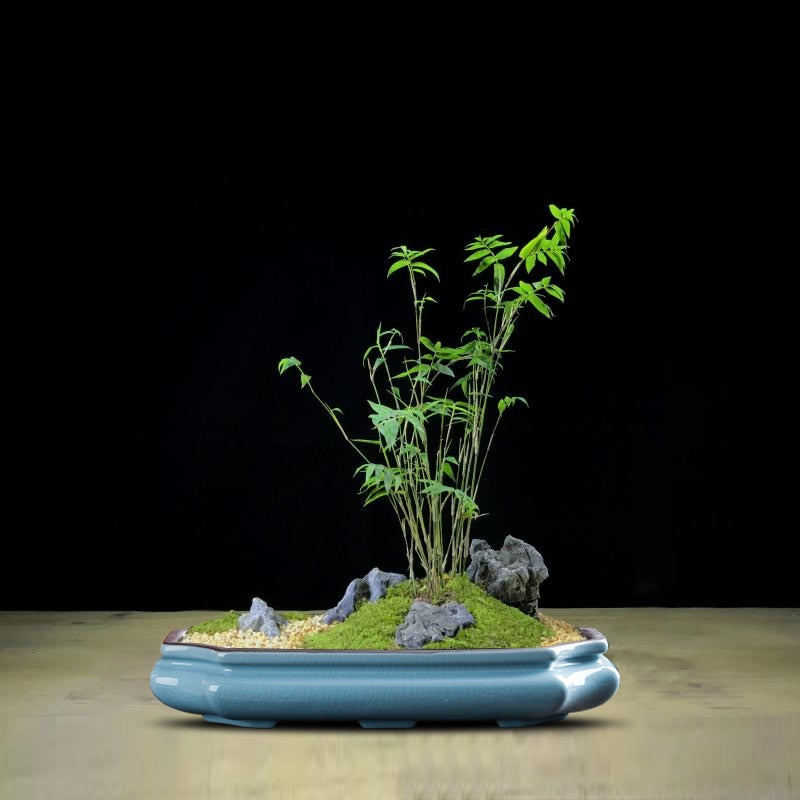 Low Profile Bonsai Pot | Spirit of Japan
