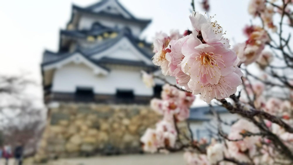 Rare Japanese Sakura Cherry Blossom