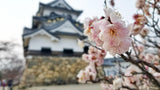 Rare Japanese Sakura Cherry Blossom