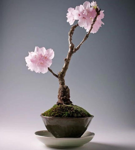 Rara flor de cerezo japonesa Sakura 