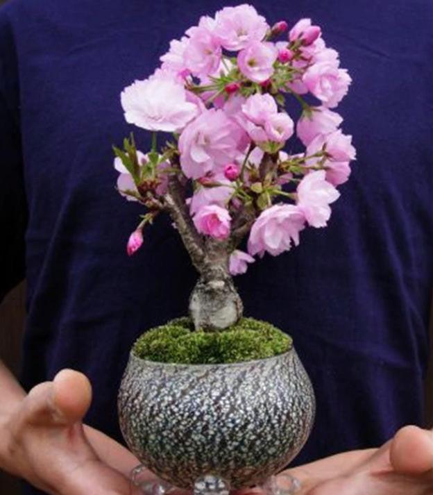 japanese sakura flowering cherry bonsai tree Rare Japanese Sakura Cherry Blossom