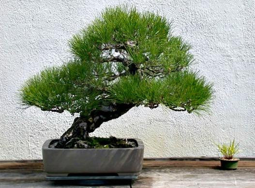 bonsai trees from japan for sale Osaka Bonsai Pine Tree