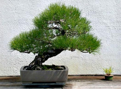 Osaka Bonsai Pine Tree