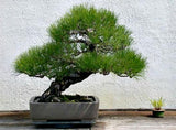 Pino bonsái de Osaka
