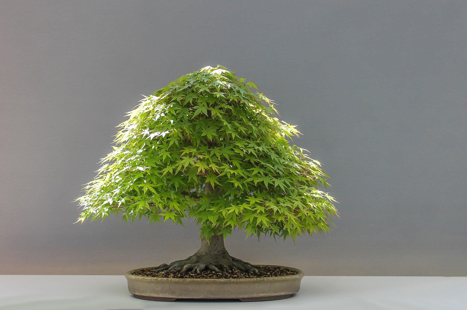 buy maple bonsai tree Japanese Maple Bonsai
