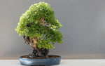 Arce japonés (Momiji) Bonsai