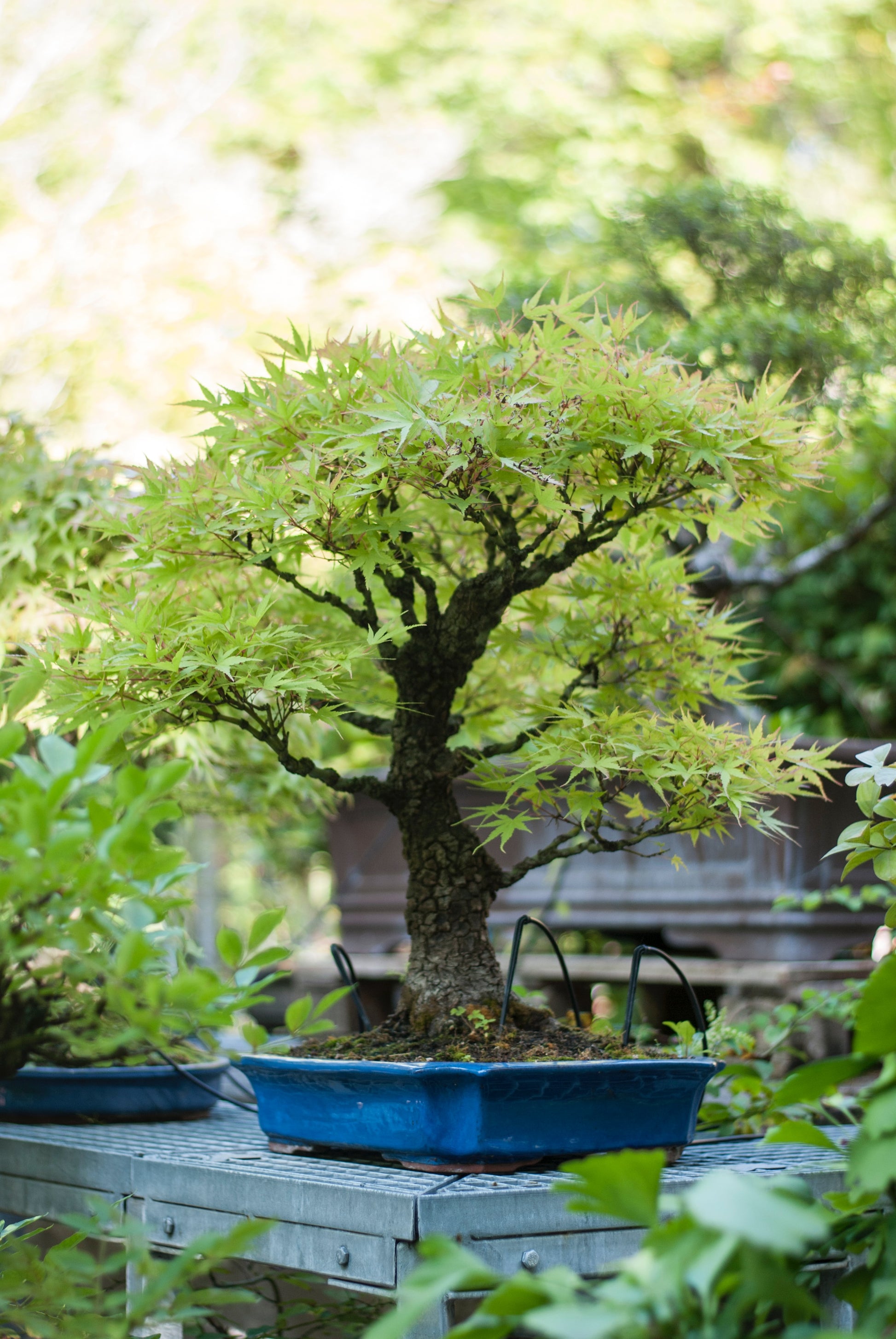 japanese mountain maple bonsai tree Japanese Maple Bonsai