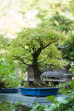 Arce japonés (Momiji) Bonsai