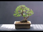 Osaka Bonsai Pine Tree