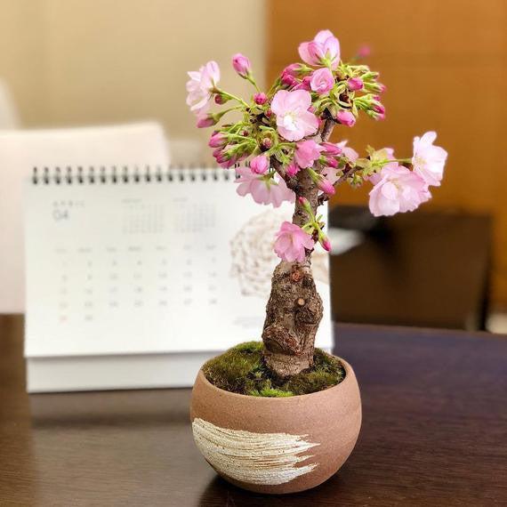 japanese cherry bonsai trees for sale Rare Japanese Sakura Cherry Blossom