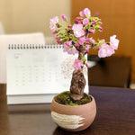 Rara flor de cerezo japonesa Sakura 