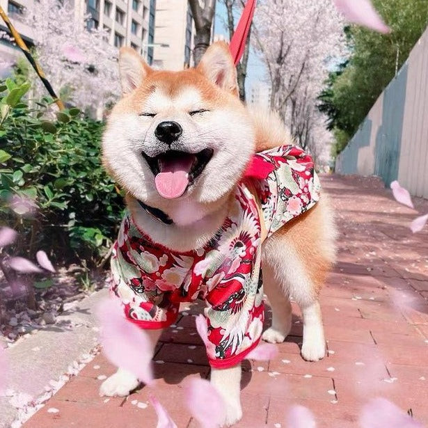 Japanese shop dog outfits