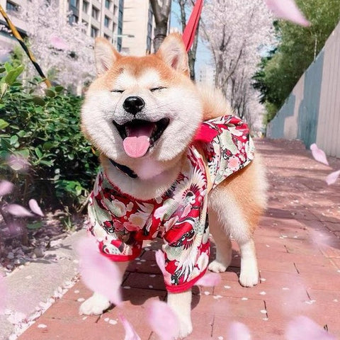 Authentic Pet Kimono