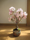 Seltene japanische Sakura-Kirschblüte 