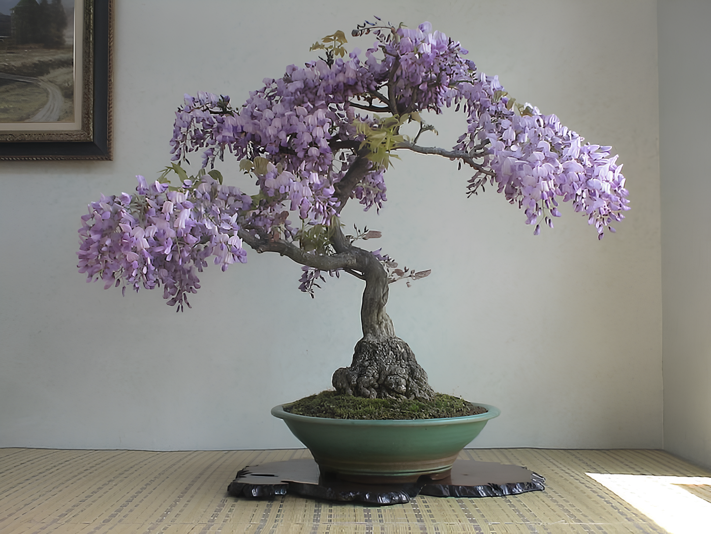 purple wisteria bonsai tree for sale Mysterious Wisteria Bonsai