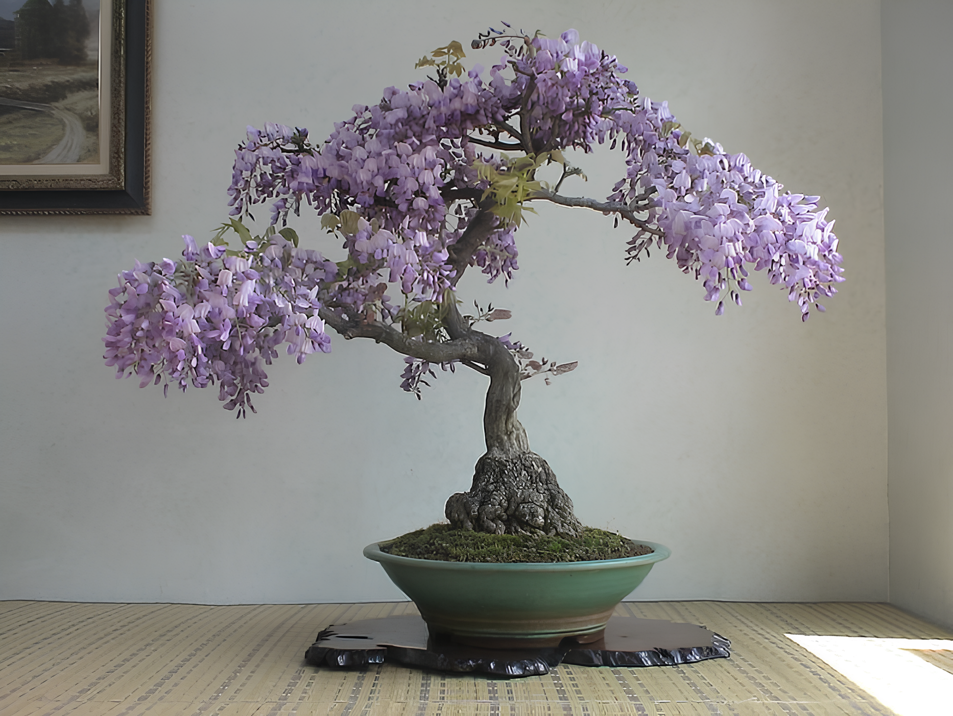 wisteria bonsai tree for sale Mysterious Wisteria Bonsai