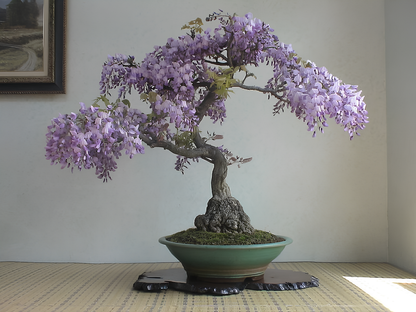 japanese wisteria bonsai tree Mysterious Wisteria Bonsai