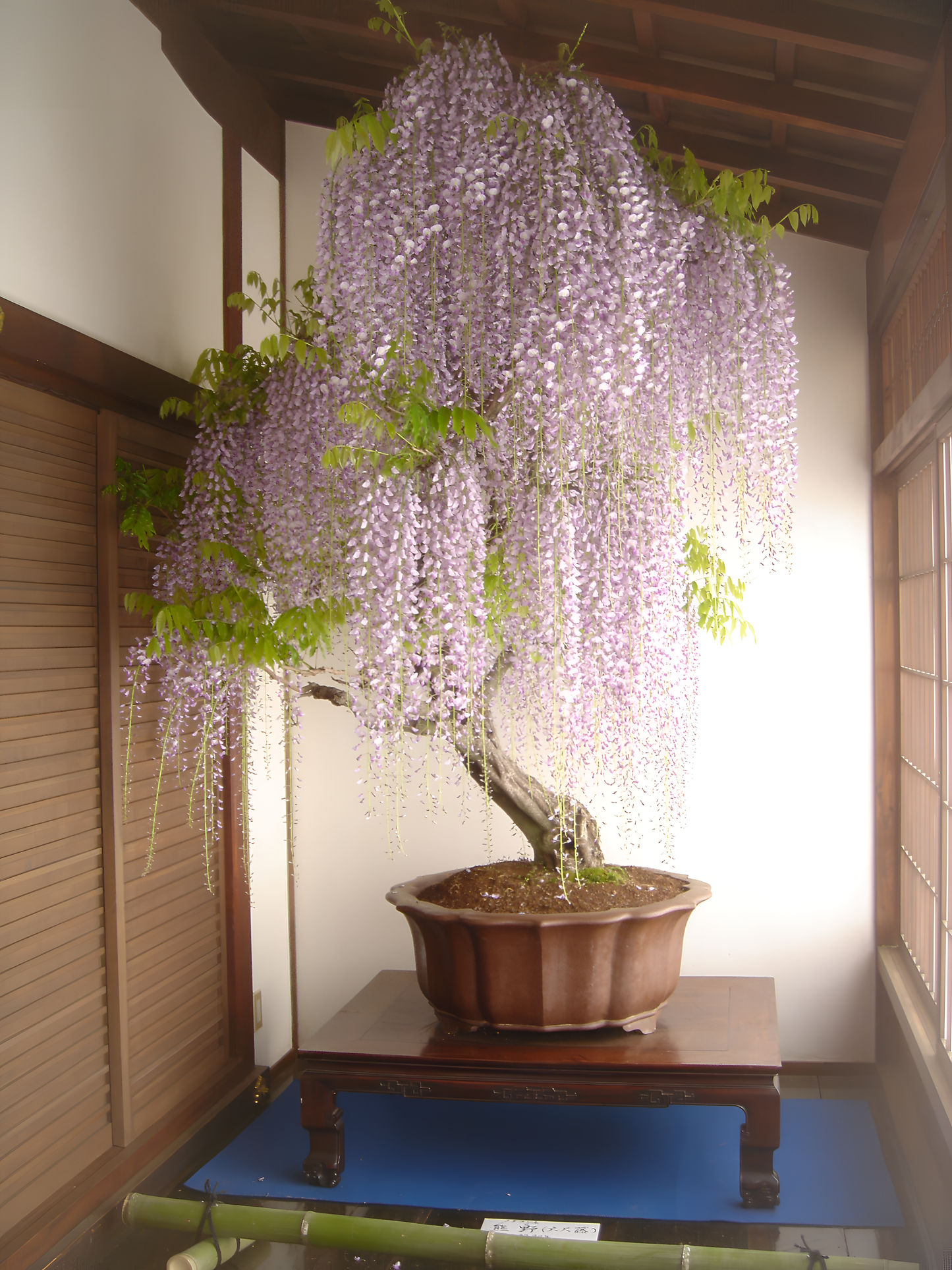 purple bonsai tree Mysterious Wisteria Bonsai