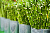 Arashiyama Bamboo