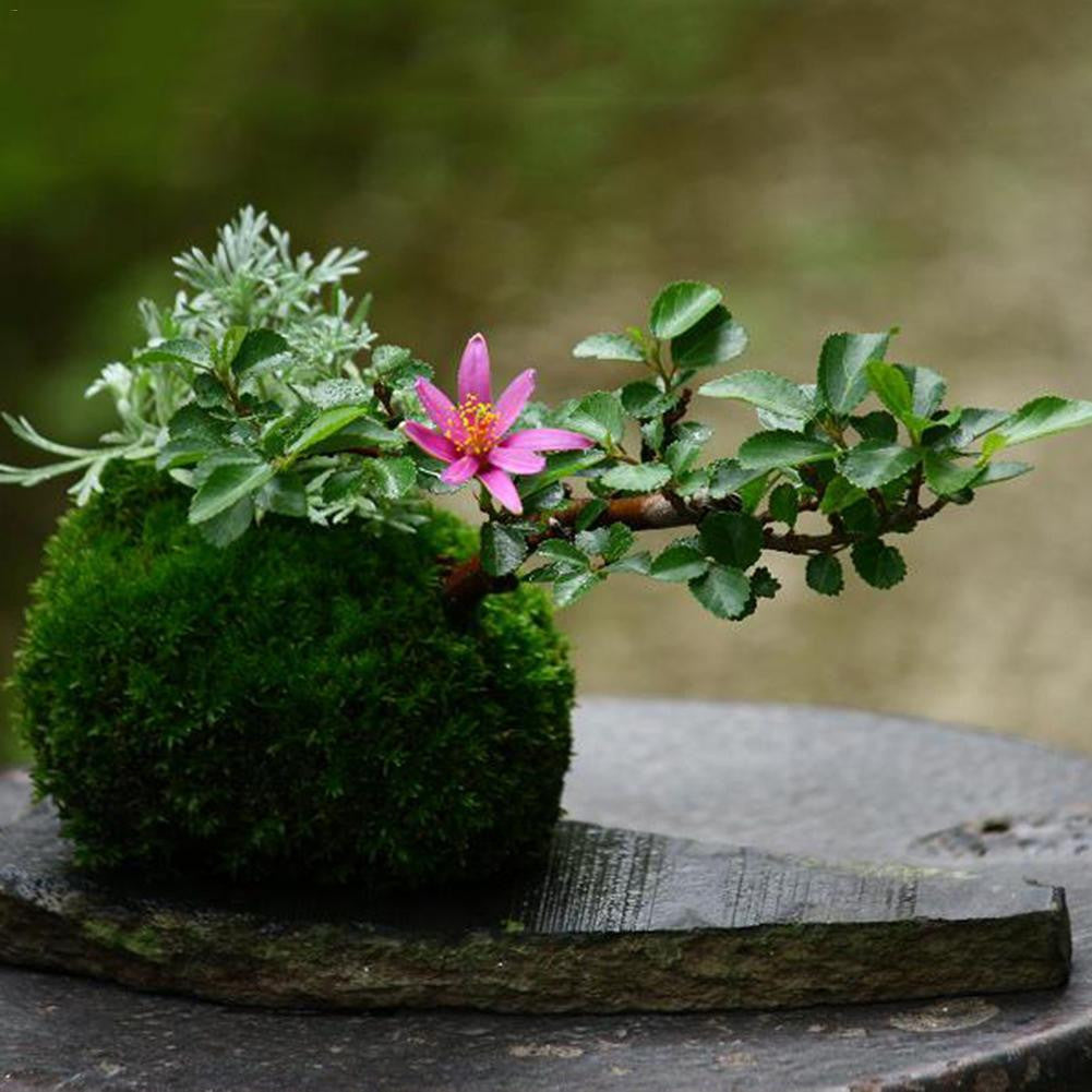 money plant kokedama Kokedama Moss Ball Bonsai Planter