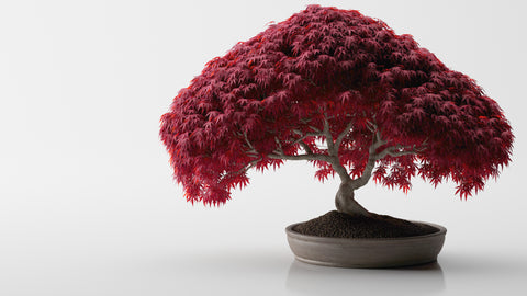 Japanese Maple (Momiji) Bonsai