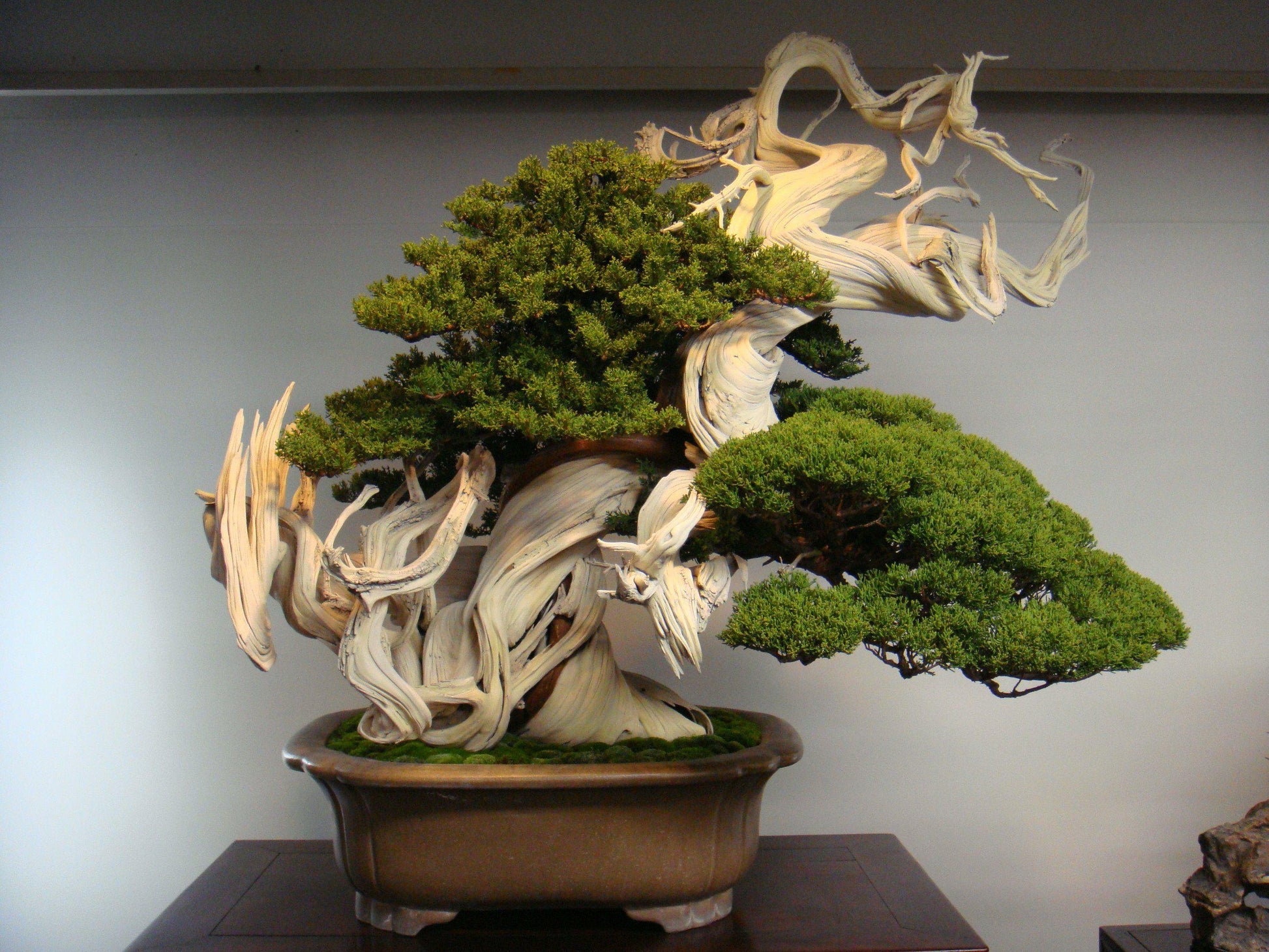 joshua tree bonsai for sale Gorgeous Juniper Bonsai