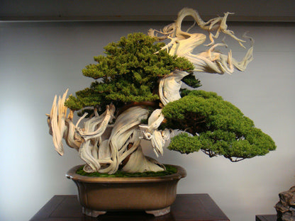 expensive bonsai tree Gorgeous Juniper Bonsai