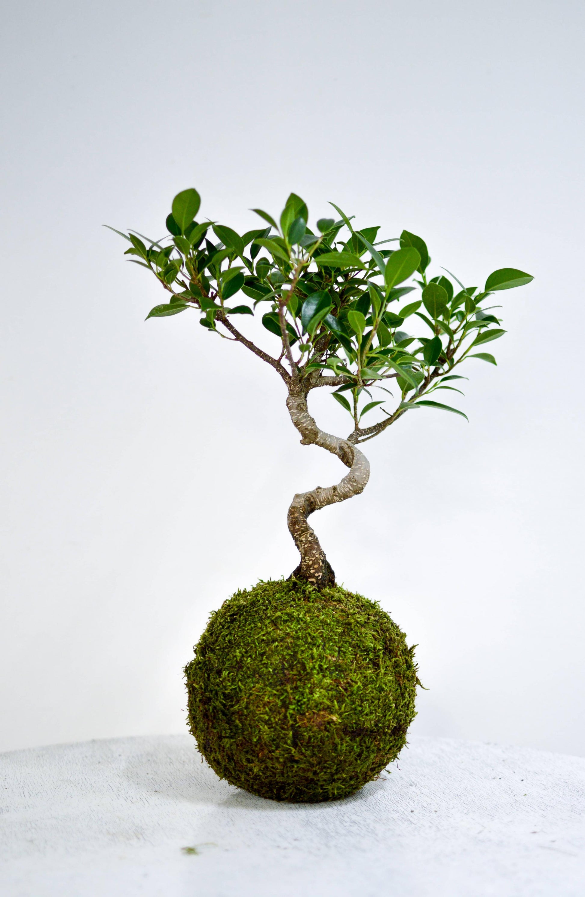 moss ball bonsai tree Kokedama Moss Ball Bonsai Planter
