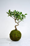 Kokedama Mooskugel-Bonsai-Pflanzgefäß