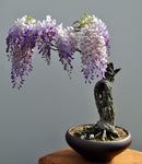 Mysteriöser Glyzinien-Bonsai