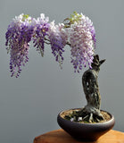 Mysteriöser Glyzinien-Bonsai