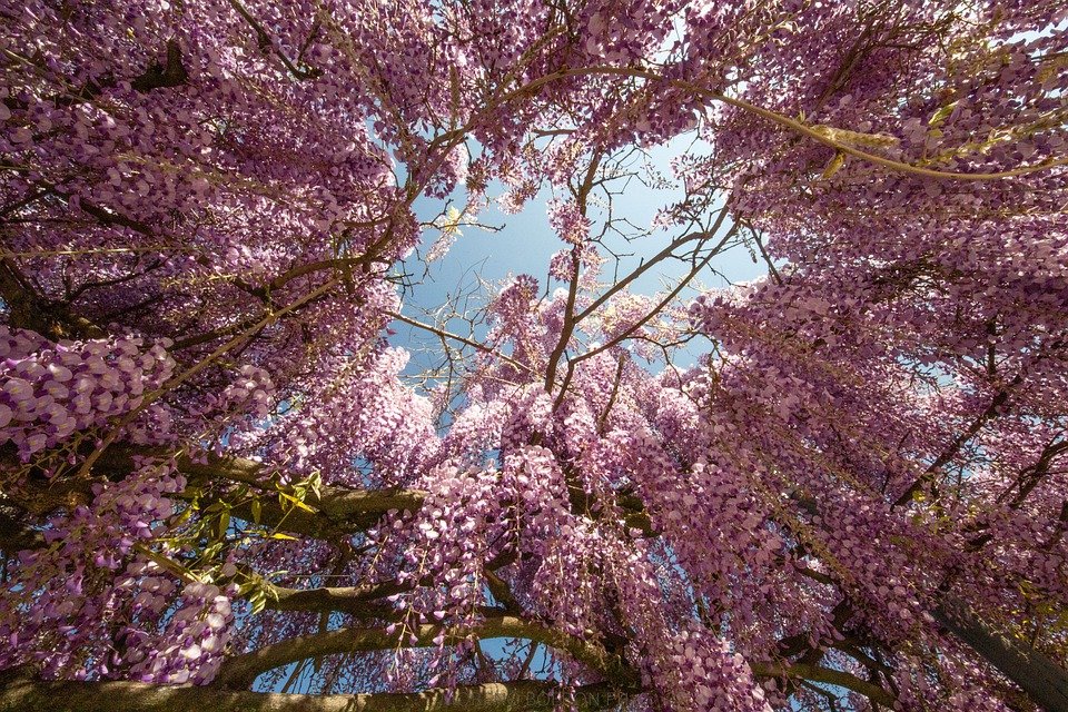 Mysterious Wisteria Bonsai