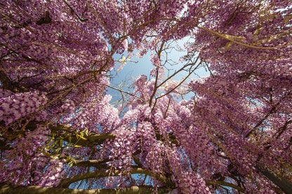 Mysterious Wisteria Bonsai